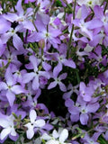 200 Seeds- Stocks Night Scented Flower Mix Seeds- Matthiola Bicornis-PV261-Excellent Annual flower seeds