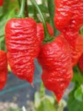 Death Spiral 10 Super Hot Organic  Pepper Seeds flower spore