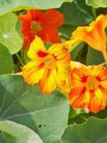 15 Seeds- Nasturtium Glorious Gleam Flower Seeds-Beautiful Annual-Nasturtium Tropaeolum-PV236 flower spore