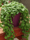 Emerald Falls Dichondra Argentia Creeping Ponyfoots - Multi Pallet Seeds seeds bulk