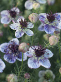 Delft Blue Nigella Seeds: Love in a Mist Flower, Cottage Garden, 50 Seeds flower seeds