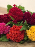 50 Dwarf Cockscomb (Celosia Cristata) Mix Colour Seeds seeds bulk