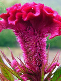 Bulk Seed 50 Giant Cockscomb Seeds Celosia Cristata For Garden seeds bulk