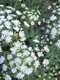 Ammi majus White Dill Seeds - Fragrant Bouquet Filler, GardenGal Seeds flower spore