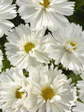 Fizzy White Cosmos Seeds - Pleated Petal Flower, 30 Seeds ANNIVERSARY
