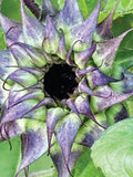Sun-Fill Purple Sunflower Seeds, Unique Bouquet Flower, 10 Seeds seeds bulk