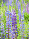 Wild Perennial Lupin Seeds - Lupinus / Lupine / bluebonnet Flower / Quaker Bonnets Legume Family -Natural Soil Conditioner & Nitrogen Fixer seeds bulk