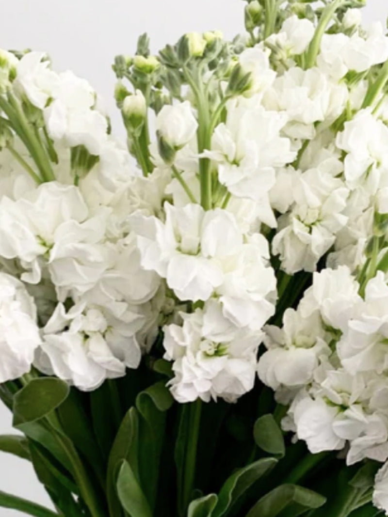 Katz White Stock Flower Seeds - Fragrant Matthiola Incana (30 Seeds) flower spore