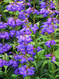 100 Seeds- Rocky Mountain Penstemon wildflower seeds-PV255- Beautiful Perennial -Penstemon Strictus flower seeds