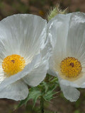 50 + seeds Argemone white Prickly poppies seeds bulk