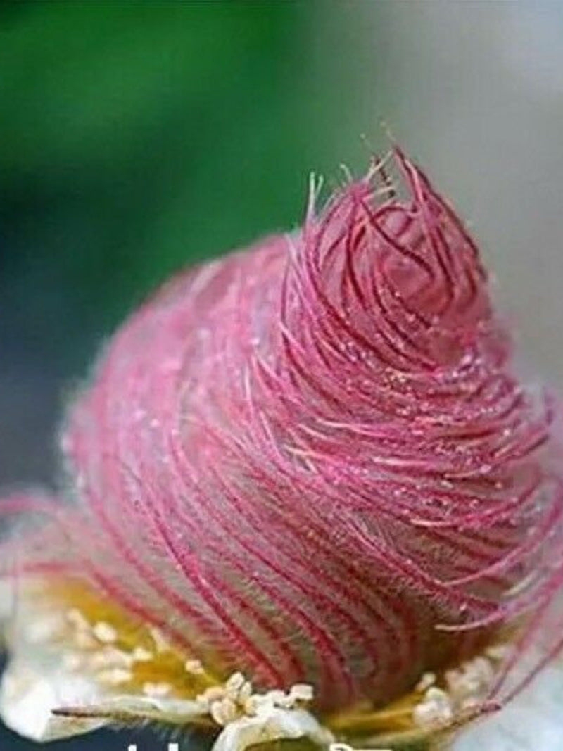 40 seeds Prairie Smoke seeds bonsai potted rare flower seeds flower seeds