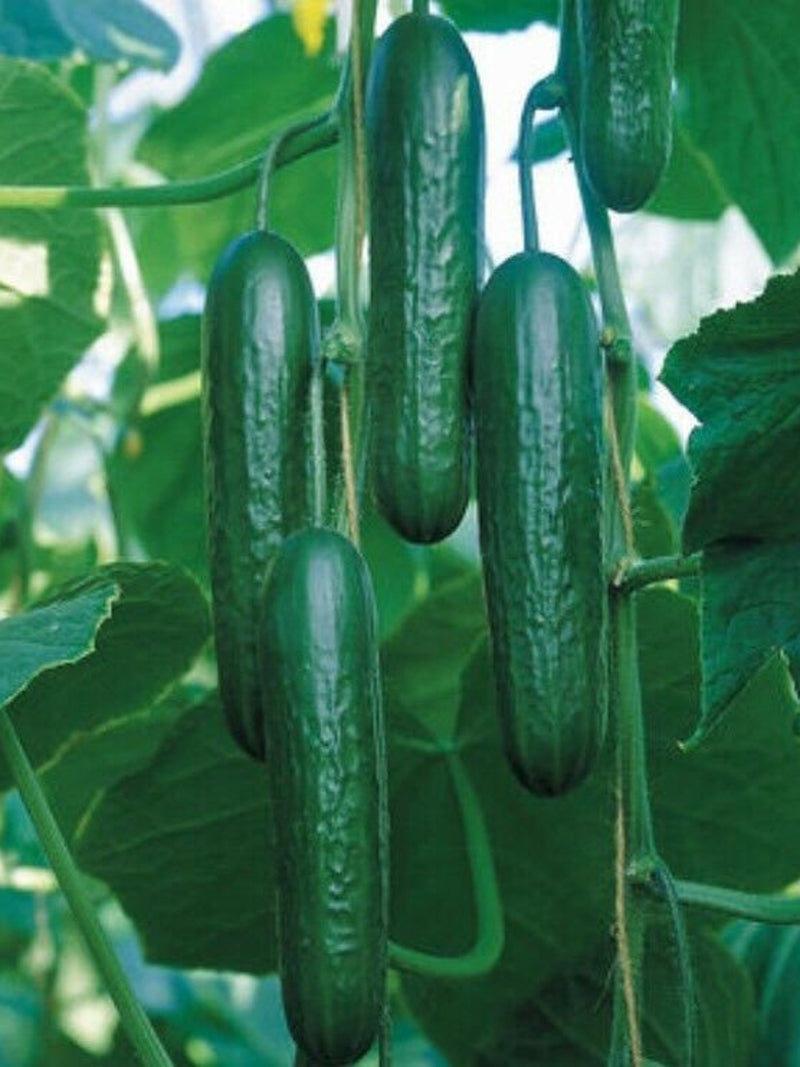 Cucumber Seed 20PCS Seeds Cucumbers Cuke Cucumis Sativus Organic Bulk Seeds seeds bulk