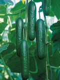 Cucumber Seed 20PCS Seeds Cucumbers Cuke Cucumis Sativus Organic Bulk Seeds seeds bulk
