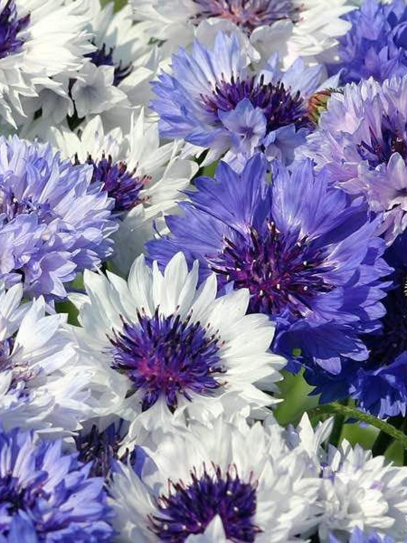 Classic Blues Bachelor Button Seeds - Vintage Blue Cornflowers - Classic Fantastic Flower Arrangement - DIY Dried Flowers - Bachelor Seeds flower seeds
