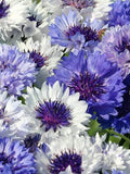 Classic Blues Bachelor Button Seeds - Vintage Blue Cornflowers - Classic Fantastic Flower Arrangement - DIY Dried Flowers - Bachelor Seeds FLOWER DELIVERY