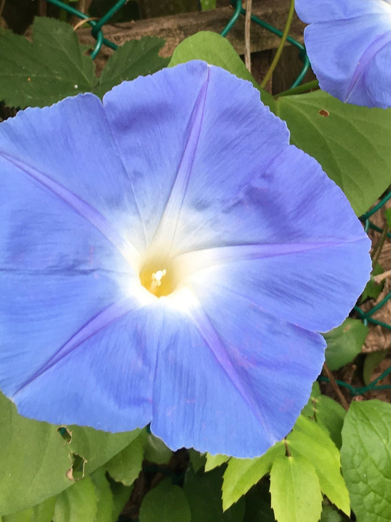 Heavenly Blue Morning Glory Seeds - Ipomoea Tricolour - Beautiful, Ornamental, and Pollinator Attractor seeds bulk