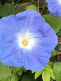 Heavenly Blue Morning Glory Seeds - Ipomoea Tricolour - Beautiful, Ornamental, and Pollinator Attractor seeds bulk
