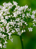 Valerian Seeds - Valeriana Officinalis - Perennial and Attracts Pollinators seeds bulk