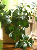 Artificial Peperomia Hope Stem, Quality Foliage Branch, Faux Plant with Leaf, Home Greenery Decor, Rustic Floral Arrangement, Realistic Twig faux plants