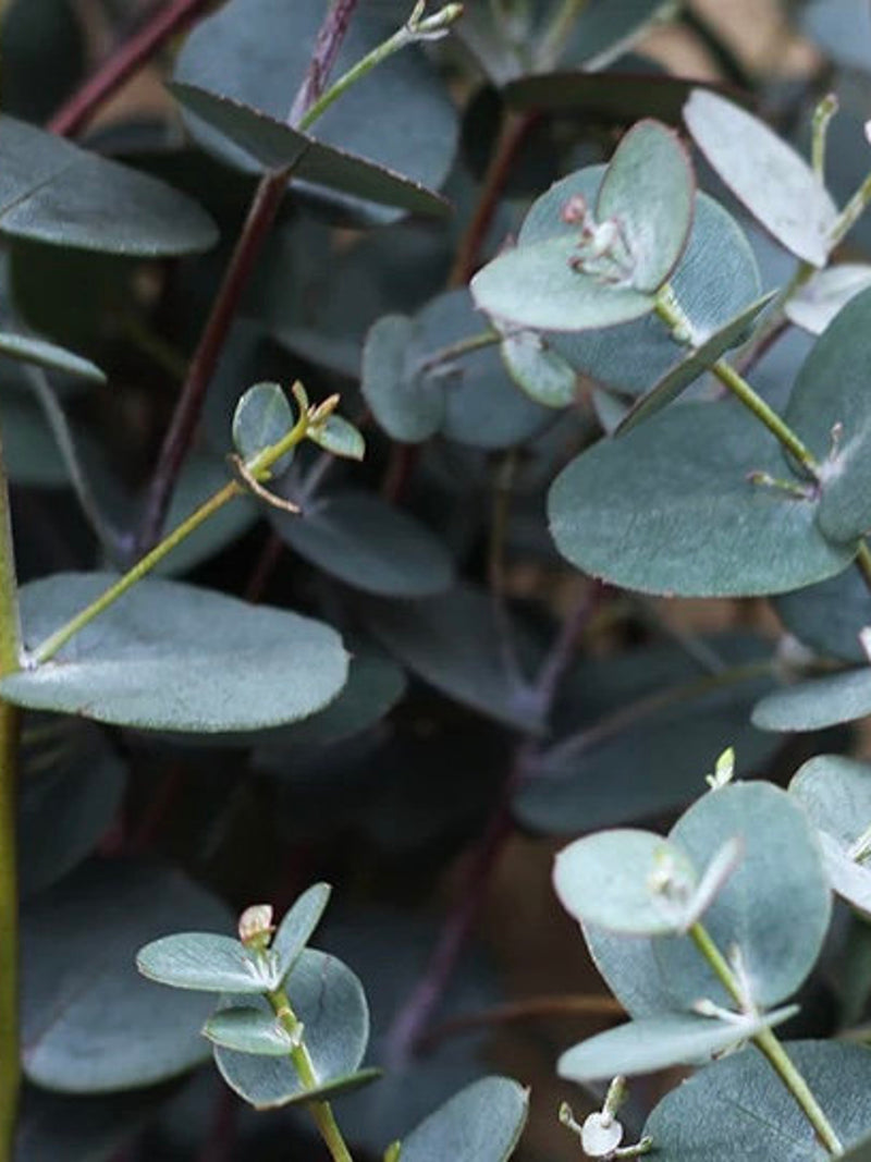 Eucalyptus Silver Drop Seeds - Cider Gum Tree l Eucalyptus gunnii Azura Cagire Seeds seeds bulk