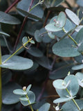 Eucalyptus Silver Drop Seeds - Cider Gum Tree l Eucalyptus gunnii Azura Cagire Seeds seeds bulk