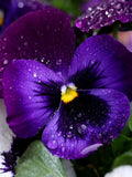 Heirloom Swiss Giant Pansies - Viola Wittrockiana - Edible Flowers - Pansies make an Excellent Flower Garden  -  Pansy Flower Seeds seeds bulk