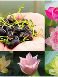 Mixed Mini Bonsai Lotus Seeds, Lotus Lily, Nelumbo Nucifera, Pond Lotus, Zen Gardens and Home Decor flower seeds