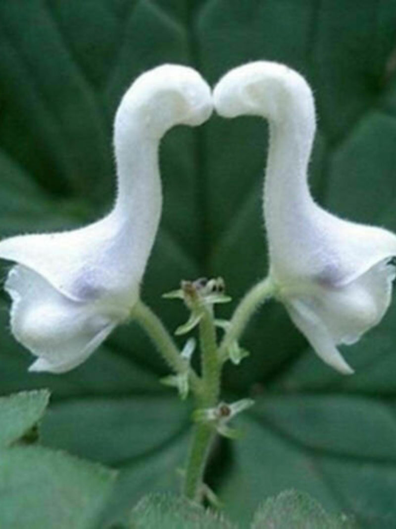 50pcs Rare Swan Flowers Seeds Special Flower White Flower seeds flower seeds