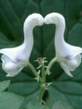 50pcs Rare Swan Flowers Seeds Special Flower White Flower seeds flower seeds