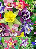 Columbine Flower Seeds - Aquilegia spp. - Non-GMO - Attracts Hummingbirds and Bees - Flower Seeds seeds bulk