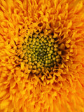 Giant Sungold Sunflower Seeds - Helianthus annuluss - Design Fresh Flower Bouquet Arrangement flower seeds