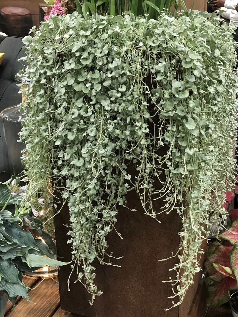 Silver Falls Dichondra Seeds | Ponyfoot Seeds | Silver Falls Seeds | Dichondra Argentea Silver Falls Seeds | Non GMO - Untreated Seeds seeds bulk
