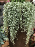 Silver Falls Dichondra Seeds | Ponyfoot Seeds | Silver Falls Seeds | Dichondra Argentea Silver Falls Seeds | Non GMO - Untreated Seeds seeds bulk