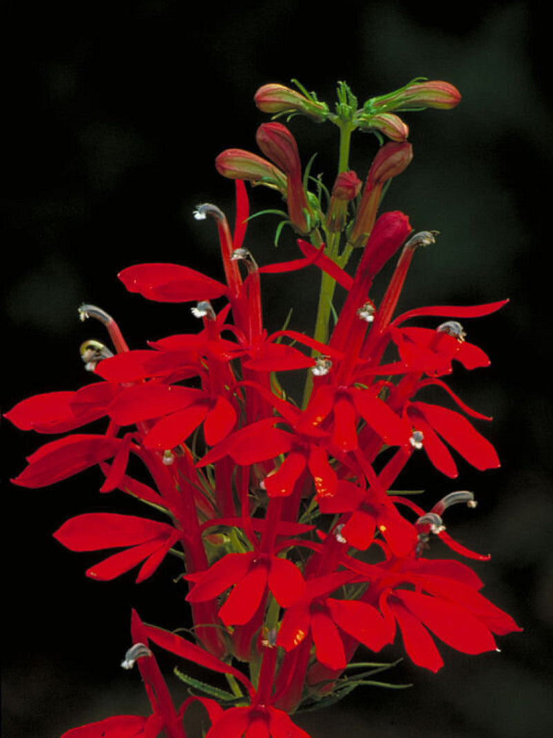 The Cardinal Flower - Lobelia cardinalis - Rare 'Plant' Seeds - Red Lobelia, Scarlet Lobelia, Red-Green, Queen Victoria, Campanulaceae flower spore