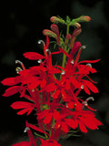 The Cardinal Flower - Lobelia cardinalis - Rare 'Plant' Seeds - Red Lobelia, Scarlet Lobelia, Red-Green, Queen Victoria, Campanulaceae flower spore