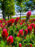 Red Crimson Clover Seeds - Nitrogen Fixer - Trifolium Incarnatum - Known as Crimson Clover or Italian Clover - Excellent Companion Plant flower spore