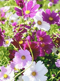 30+ Sensation Mix Cosmos Seeds / Cosmos bipinnatus / Cottage Garden Flower/ (W3) F flower seeds