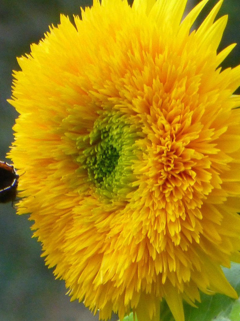 Teddy Bear Dwarf Sunflower Seeds - Small Dwarf Sunflowers Perfect for Container Planting on Deck or Balcony Garden Non GMO & Heirloom Seeds flower seeds