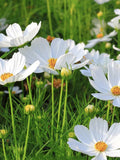 30+ White Cosmos Purity Seeds / Cosmos bipinnatus / Cottage Garden Flower/ (W2) F flower seeds