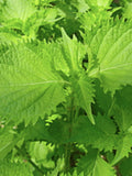 50 Green Shiso Seeds, Japanese Perilla Herb, Non GMO seeds bulk