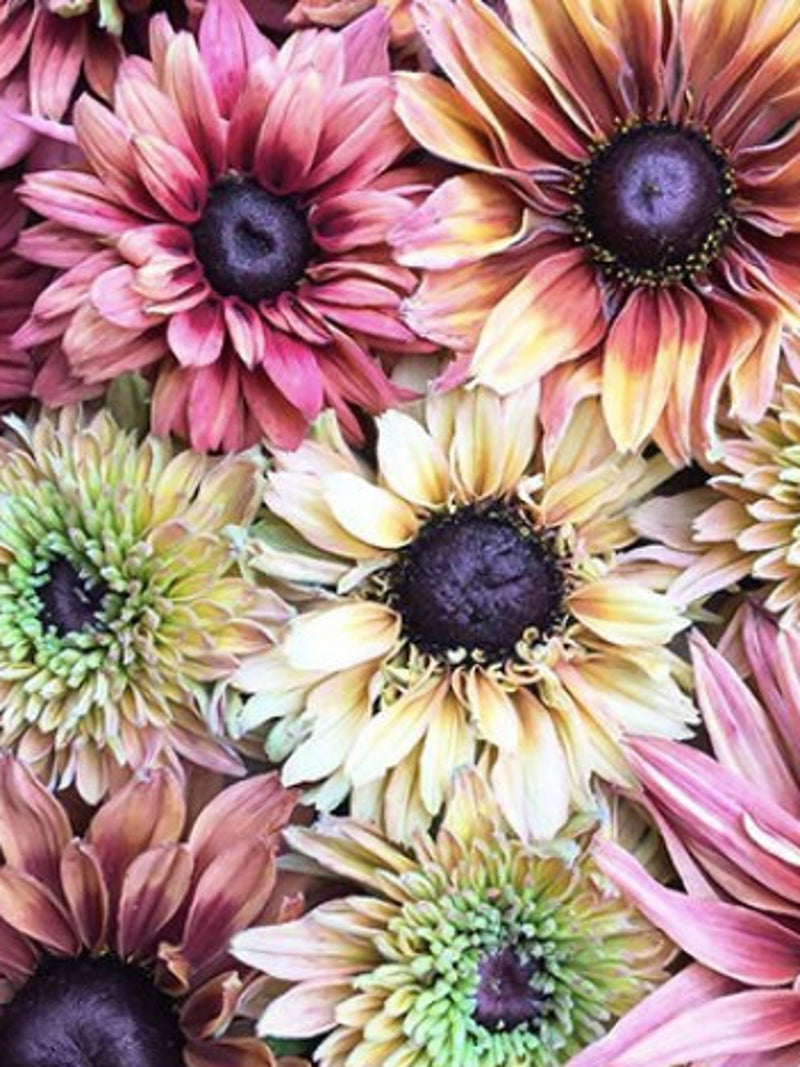 Sahara Rubeckia Mix Flower Seeds, Rudbeckia hirta, Multi Color, Cut Flower, Cottage Garden, 25 Seeds seeds bulk