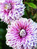 USA-Seller 50pcs/lot Beautiful Clematis Seeds Bonsai Flower Seeds flower seeds