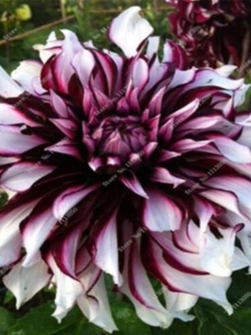 US-Seller Rare Beautiful Perennial Dahlia Flowers Seeds 20PCS(C#) flower seeds