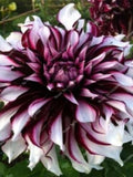 US-Seller Rare Beautiful Perennial Dahlia Flowers Seeds 20PCS(C#) flower seeds