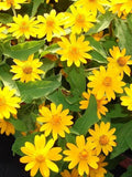 Melampodium Butter Daisy, 0.2 g / 30 Organic Seeds, Melampodium paludosum, GMO Free flower spore