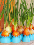 Onion sprouting pots flower spore