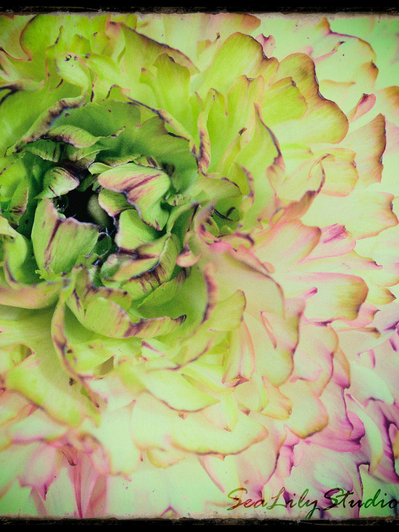 Ranunculus : floral photo shabby chic macro flower photography pastel green pink aqua spring summer home decor (square image up to 30x30) Love Romance Flower