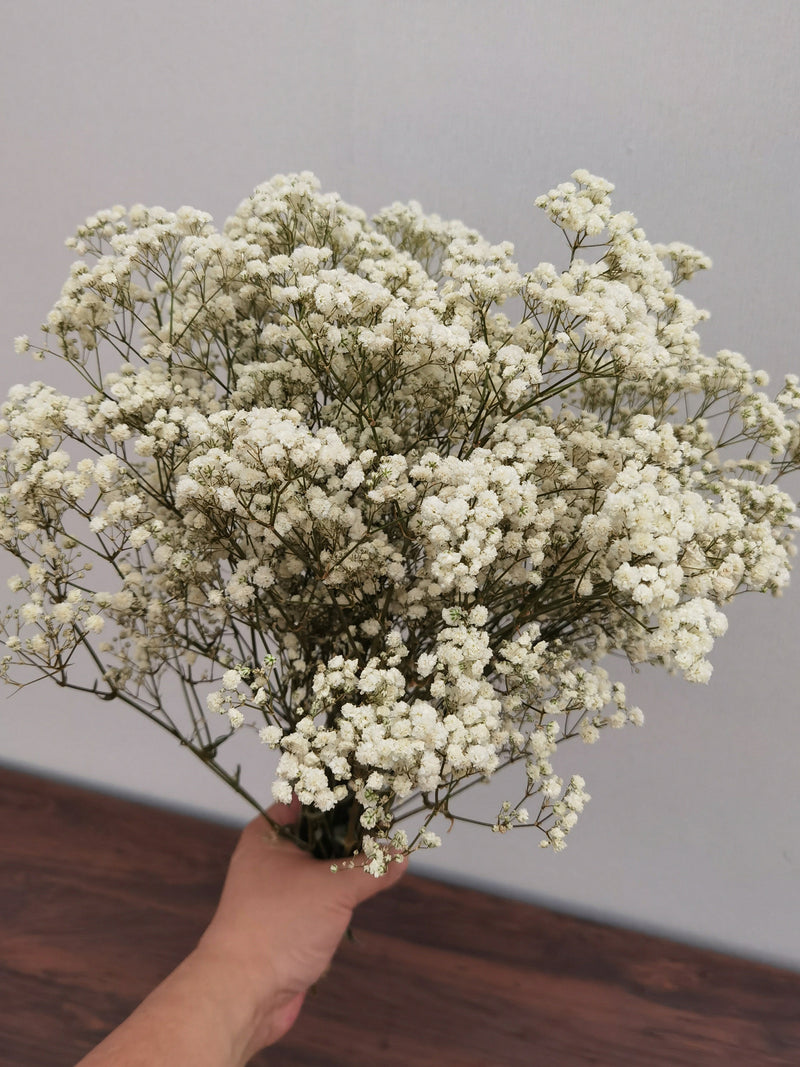 Bulk Natural Preserved Baby's Breath Gypsophila FLOWER DELIVERY