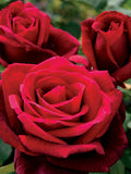 50 Double Red Rose Seeds Flower Bush Perennial Shrub Flowers Seed flower seeds