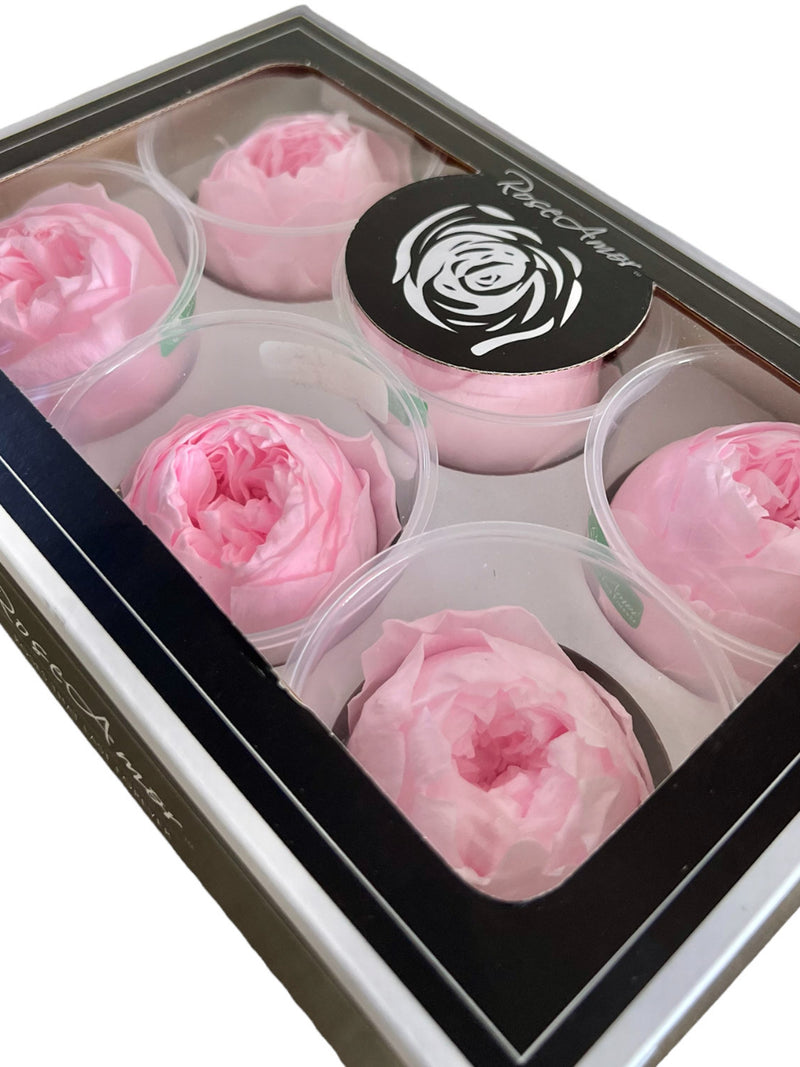 Wholesale Preserved Peonies: Ecuadorian XL Peonies FLOWER DELIVERY
